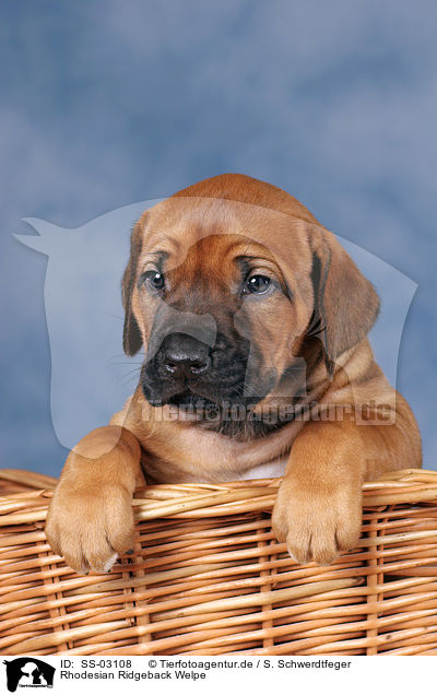 Rhodesian Ridgeback Welpe / Rhodesian Ridgeback Puppy / SS-03108