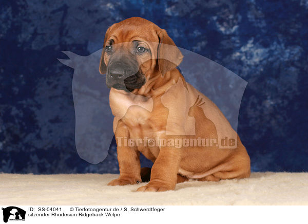 sitzender Rhodesian Ridgeback Welpe / sitting Rhodesian Ridgeback puppy / SS-04041