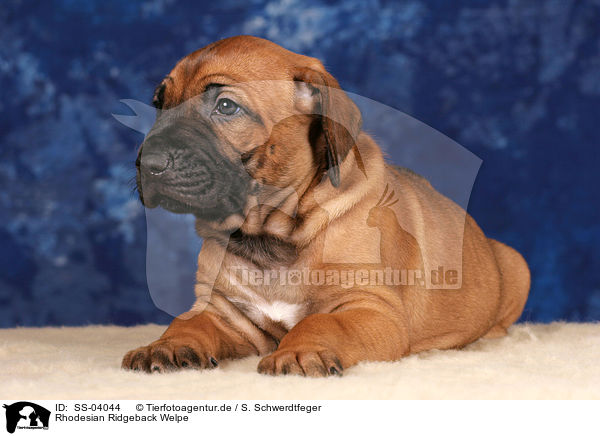 Rhodesian Ridgeback Welpe / Rhodesian Ridgeback puppy / SS-04044