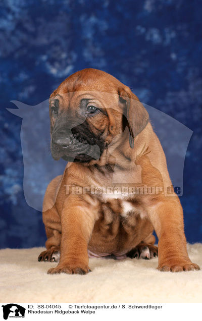 Rhodesian Ridgeback Welpe / Rhodesian Ridgeback puppy / SS-04045