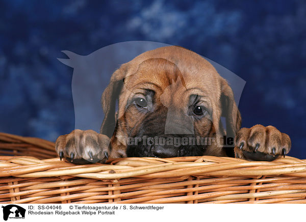 Rhodesian Ridgeback Welpe Portrait / Rhodesian Ridgeback puppy portrait / SS-04046