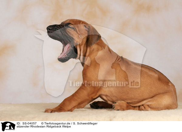 sitzender Rhodesian Ridgeback Welpe / sitting Rhodesian Ridgeback puppy / SS-04057