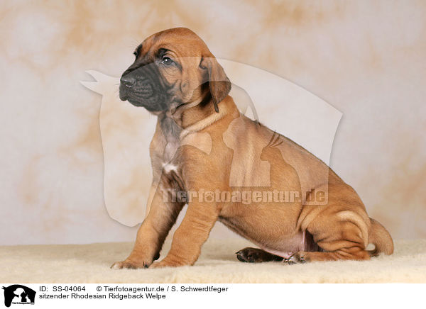 sitzender Rhodesian Ridgeback Welpe / sitting Rhodesian Ridgeback puppy / SS-04064