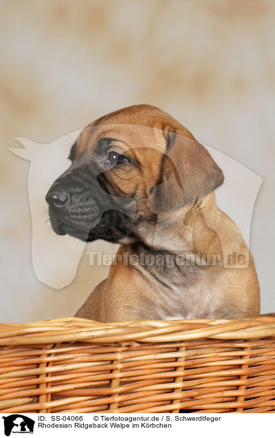 Rhodesian Ridgeback Welpe im Krbchen / Rhodesian Ridgeback puppy in basket / SS-04066