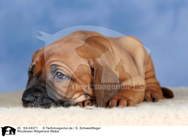 Rhodesian Ridgeback Welpe / Rhodesian Ridgeback puppy / SS-04071