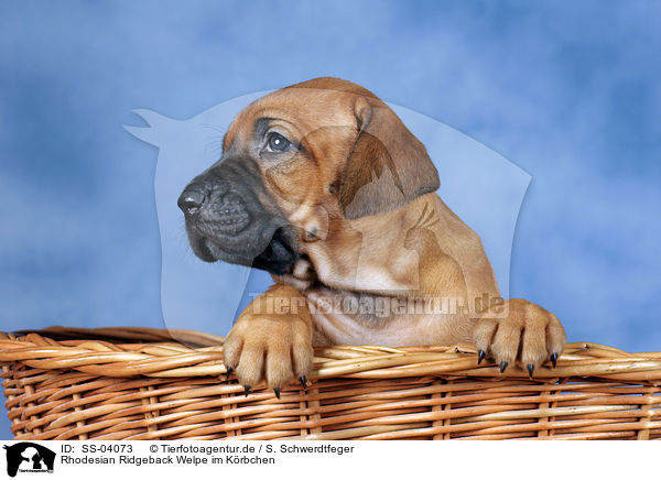 Rhodesian Ridgeback Welpe im Krbchen / Rhodesian Ridgeback puppy in basket / SS-04073