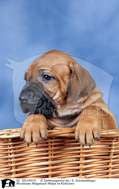 Rhodesian Ridgeback Welpe im Krbchen / Rhodesian Ridgeback puppy in basket / SS-04075