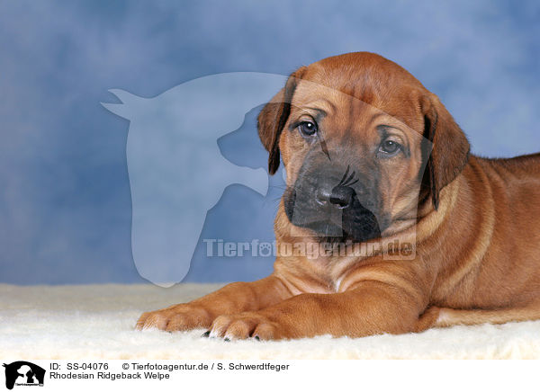 Rhodesian Ridgeback Welpe / Rhodesian Ridgeback puppy / SS-04076