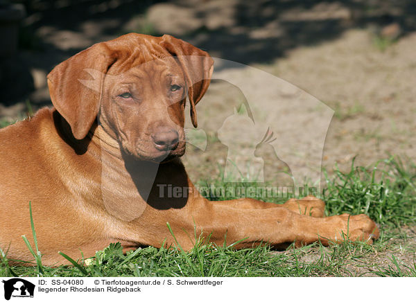 liegender Rhodesian Ridgeback / lying Rhodesian Ridgeback / SS-04080