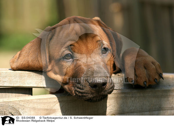 Rhodesian Ridgeback Welpe / Rhodesian Ridgeback puppy / SS-04088