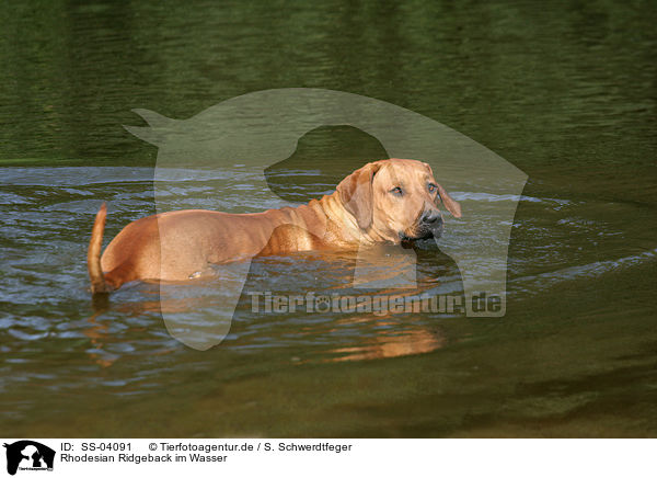 Rhodesian Ridgeback im Wasser / Rhodesian Ridgeback in the water / SS-04091