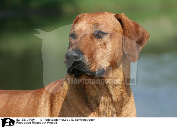 Rhodesian Ridgeback Portrait / Rhodesian Ridgeback Portrait / SS-04094