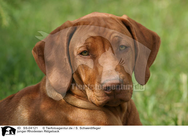 junger Rhodesian Ridgeback / young Rhodesian Ridgeback / SS-04121