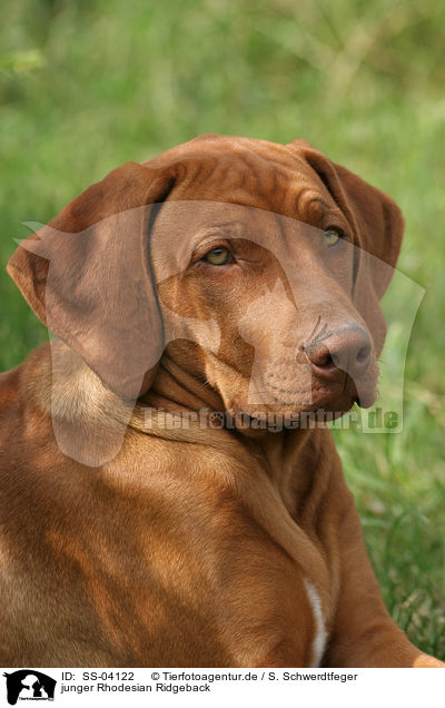 junger Rhodesian Ridgeback / young Rhodesian Ridgeback / SS-04122