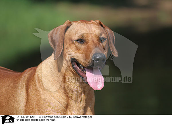 Rhodesian Ridgeback Portrait / Rhodesian Ridgeback Portrait / SS-04129