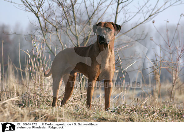 stehender Rhodesian Ridgeback / standing Rhodesian Ridgeback / SS-04172