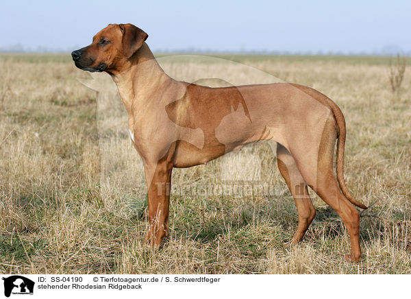 stehender Rhodesian Ridgeback / standing Rhodesian Ridgeback / SS-04190