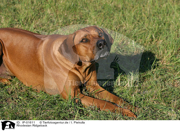 Rhodesian Ridgeback / Rhodesian Ridgeback / IP-01611