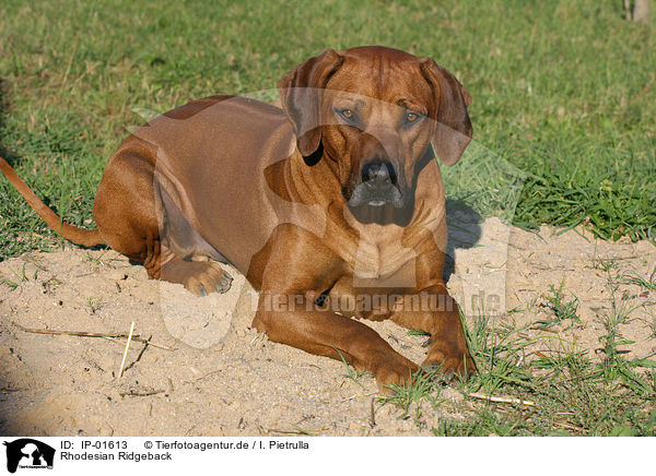 Rhodesian Ridgeback / Rhodesian Ridgeback / IP-01613