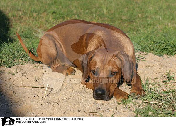 Rhodesian Ridgeback / Rhodesian Ridgeback / IP-01615