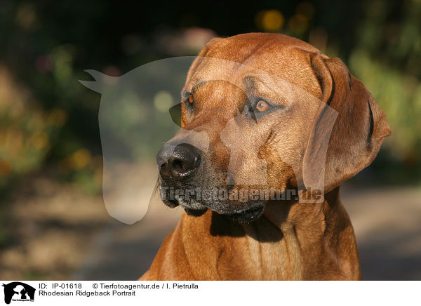 Rhodesian Ridgeback Portrait / Rhodesian Ridgeback Portrait / IP-01618