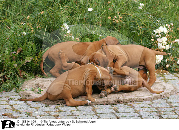 spielende Rhodesian Ridgeback Welpen / playing Rhodesian Ridgeback puppies / SS-04199