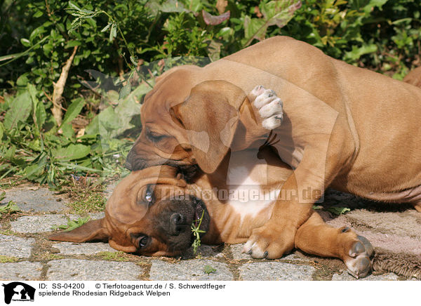 spielende Rhodesian Ridgeback Welpen / playing Rhodesian Ridgeback puppies / SS-04200