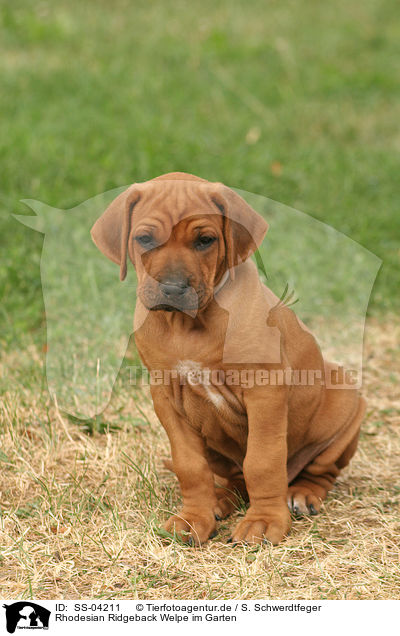 Rhodesian Ridgeback Welpe im Garten / Rhodesian Ridgeback Puppy in garden / SS-04211