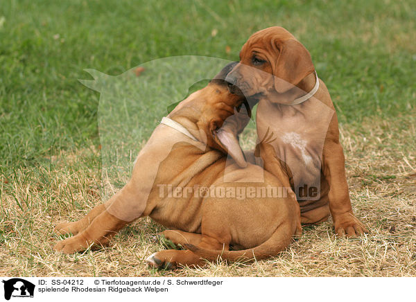 spielende Rhodesian Ridgeback Welpen / playing Rhodesian Ridgeback puppies / SS-04212