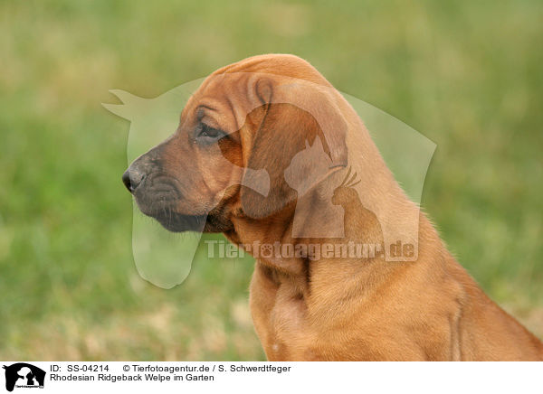 Rhodesian Ridgeback Welpe im Garten / Rhodesian Ridgeback Puppy in garden / SS-04214