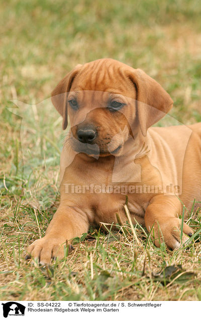 Rhodesian Ridgeback Welpe im Garten / Rhodesian Ridgeback Puppy in garden / SS-04222