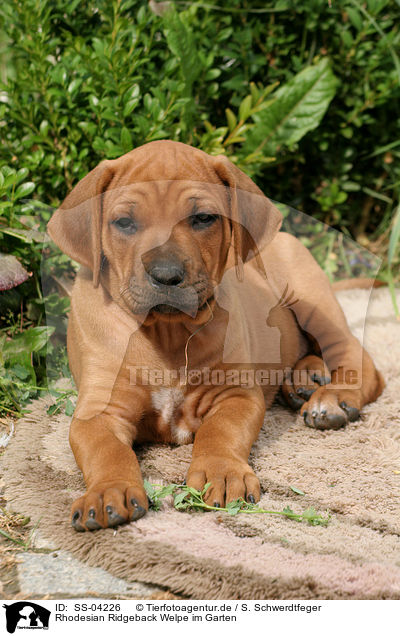 Rhodesian Ridgeback Welpe im Garten / Rhodesian Ridgeback Puppy in garden / SS-04226