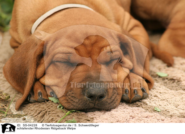 schlafender Rhodesian Ridgeback Welpe / sleeping Rhodesian Ridgeback Puppy / SS-04228