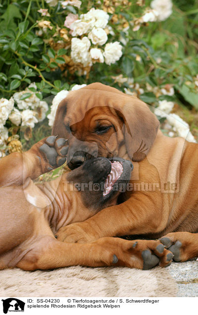 spielende Rhodesian Ridgeback Welpen / SS-04230