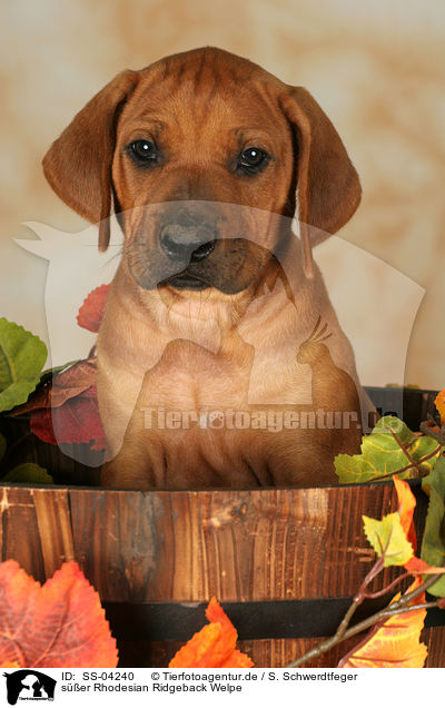 ser Rhodesian Ridgeback Welpe / cute Rhodesian Ridgeback Puppy / SS-04240