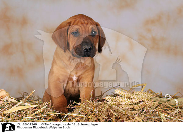 Rhodesian Ridgeback Welpe im Stroh / Rhodesian Ridgeback puppy in straw / SS-04246