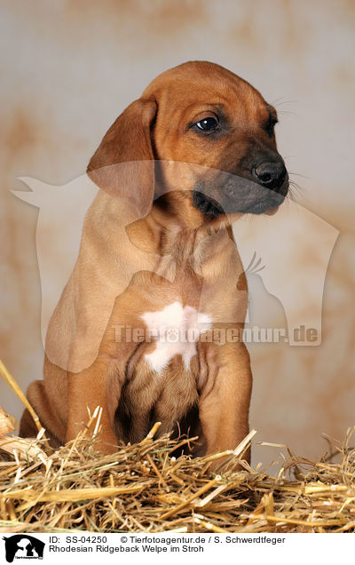 Rhodesian Ridgeback Welpe im Stroh / Rhodesian Ridgeback puppy in straw / SS-04250