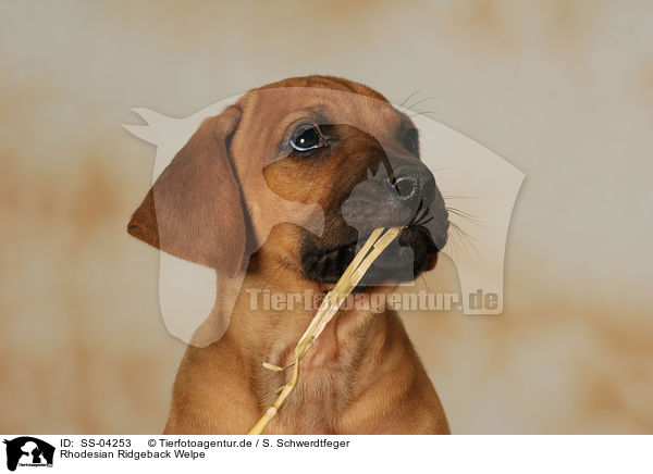 Rhodesian Ridgeback Welpe / Rhodesian Ridgeback Puppy / SS-04253