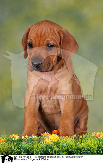 Rhodesian Ridgeback Welpe / SS-04268