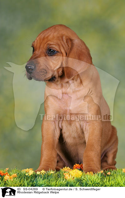 Rhodesian Ridgeback Welpe / SS-04269