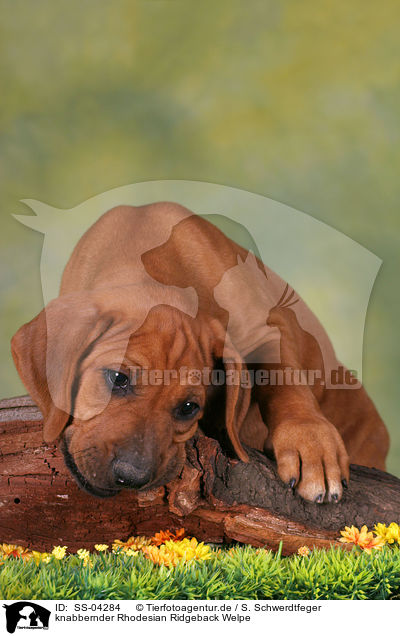 knabbernder Rhodesian Ridgeback Welpe / gnawing Rhodesian Ridgeback Puppy / SS-04284