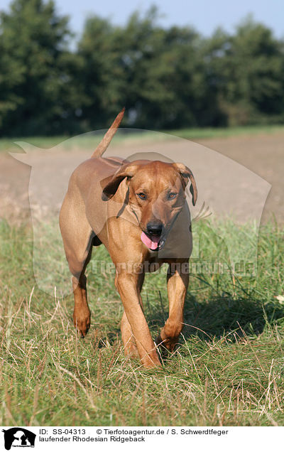 laufender Rhodesian Ridgeback / walking Rhodesian Ridgeback / SS-04313