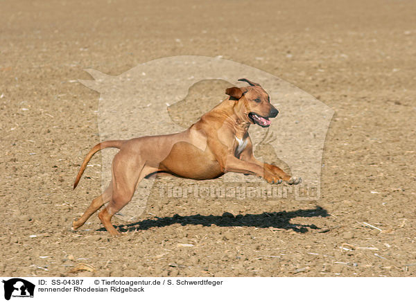 rennender Rhodesian Ridgeback / running Rhodesian Ridgeback / SS-04387