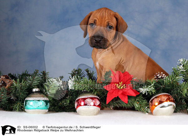 Rhodesian Ridgeback Welpe zu Weihnachten / Rhodesian Ridgeback puppy at christmas / SS-06002