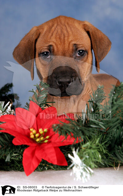 Rhodesian Ridgeback Welpe zu Weihnachten / Rhodesian Ridgeback puppy at christmas / SS-06003