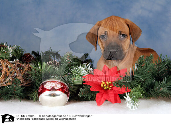 Rhodesian Ridgeback Welpe zu Weihnachten / Rhodesian Ridgeback puppy at christmas / SS-06004