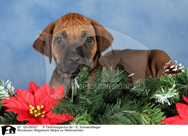 Rhodesian Ridgeback Welpe zu Weihnachten / Rhodesian Ridgeback puppy at christmas / SS-06007