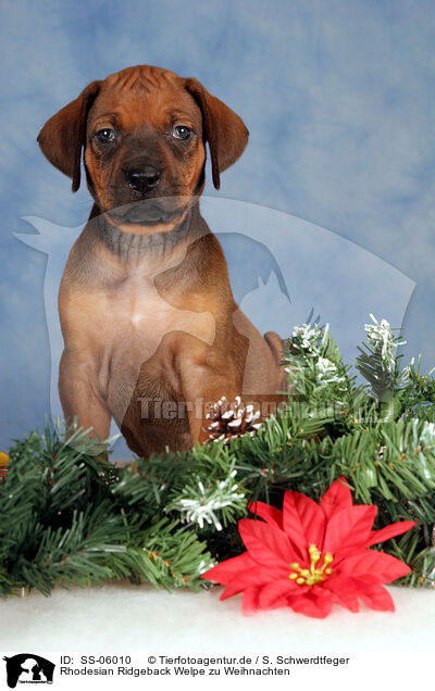 Rhodesian Ridgeback Welpe zu Weihnachten / Rhodesian Ridgeback puppy at christmas / SS-06010