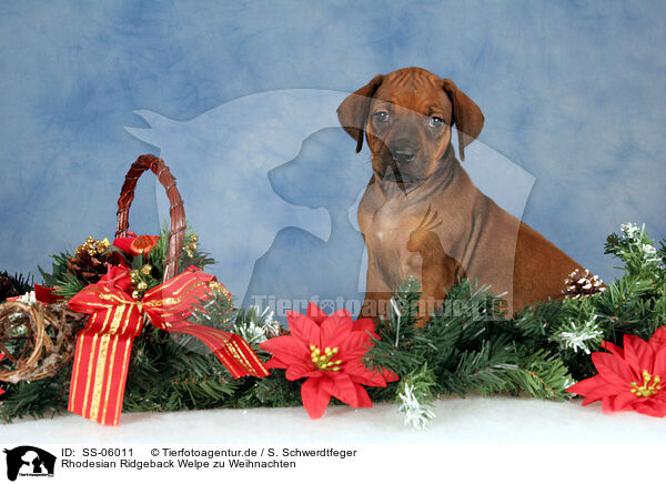 Rhodesian Ridgeback Welpe zu Weihnachten / Rhodesian Ridgeback puppy at christmas / SS-06011