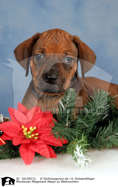 Rhodesian Ridgeback Welpe zu Weihnachten / Rhodesian Ridgeback puppy at christmas / SS-06012